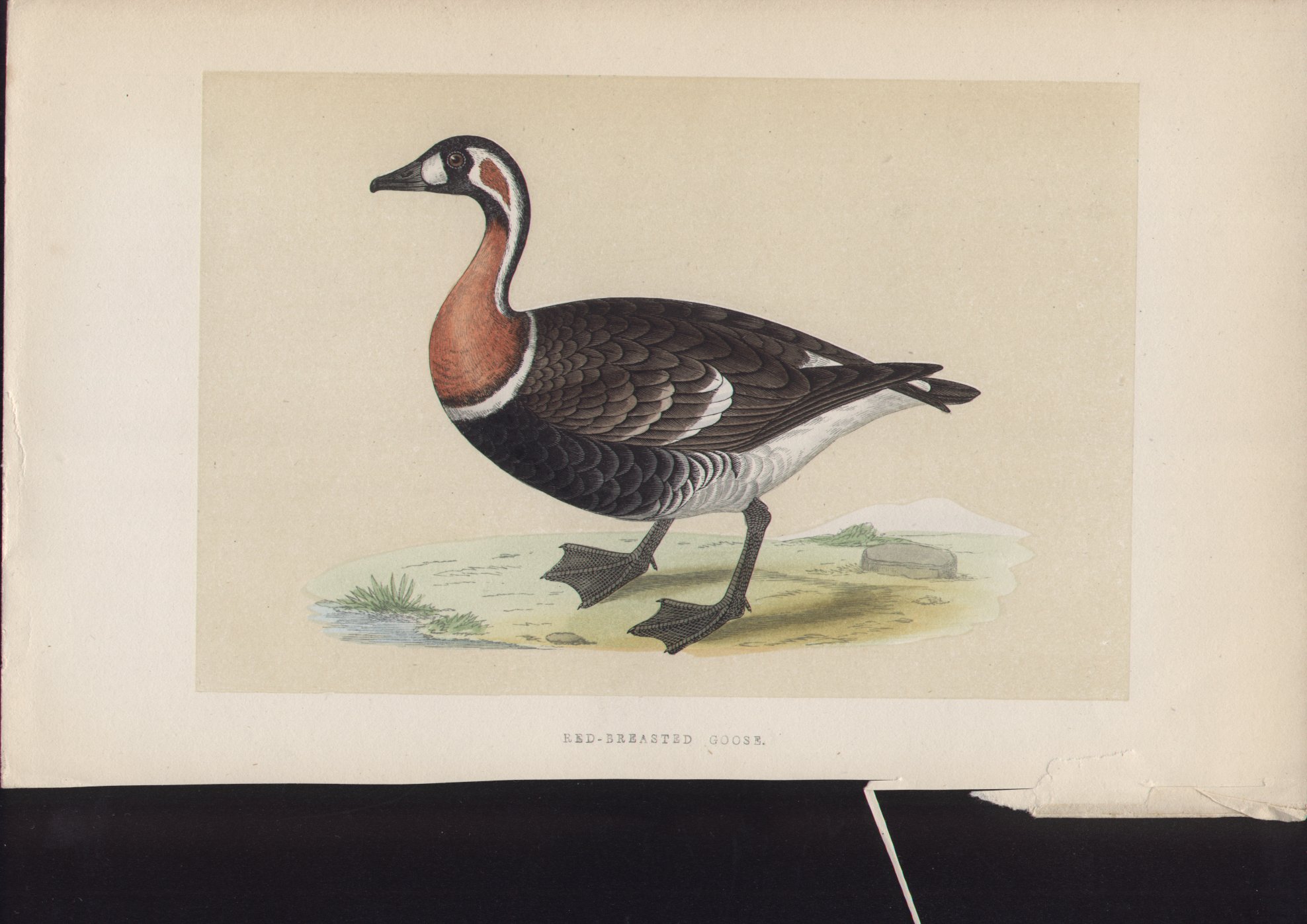 Wood - Red-breasted Goose - Fawcett
